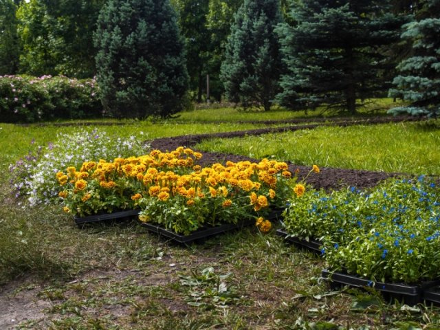 Бархатцы схема посадки в открытый грунт